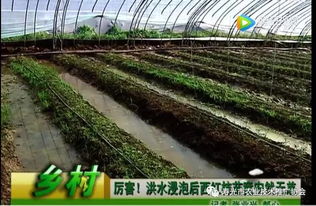 利奇馬臺風(fēng)再襲壽光 農(nóng)業(yè)快速再生根恢復(fù)生長的培育方法