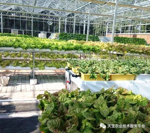 天寶最美果園走進(jìn)臺(tái)州 淡泊農(nóng)業(yè)園無(wú)土栽培學(xué)習(xí)體驗(yàn)