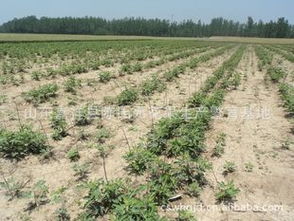 供應(yīng)適合浙江種植的無花果苗 品種、價(jià)格、廠商與種植指導(dǎo)盡在農(nóng)苗網(wǎng)
