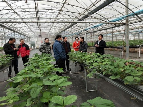 鶴城區(qū)農(nóng)業(yè)農(nóng)村局深入田間開(kāi)展草莓種植技術(shù)指導(dǎo) 助力農(nóng)業(yè)增效農(nóng)民增收